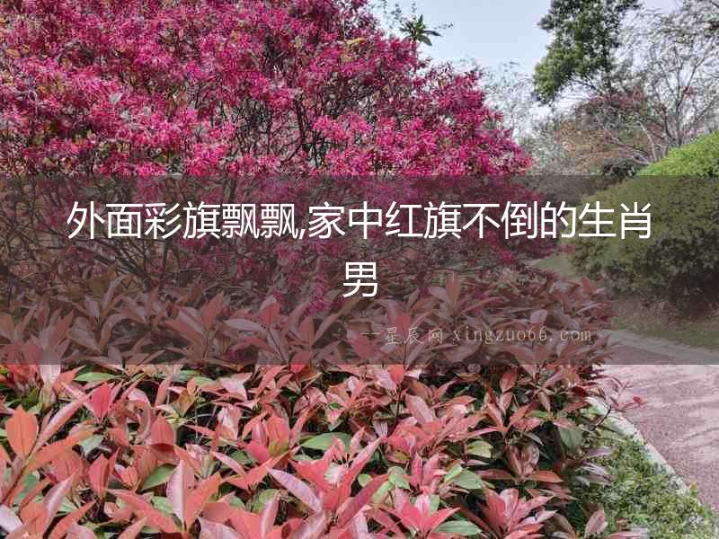 外面彩旗飄飄,家中紅旗不倒的生肖男