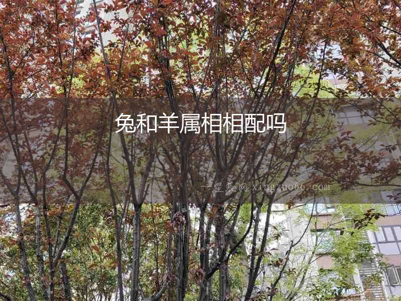 兔和羊屬相相配嗎