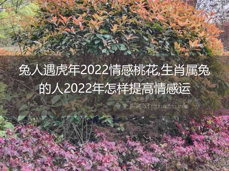 兔人遇虎年2022情感桃花,生肖屬兔的人2022年怎樣提高情感運(yùn)