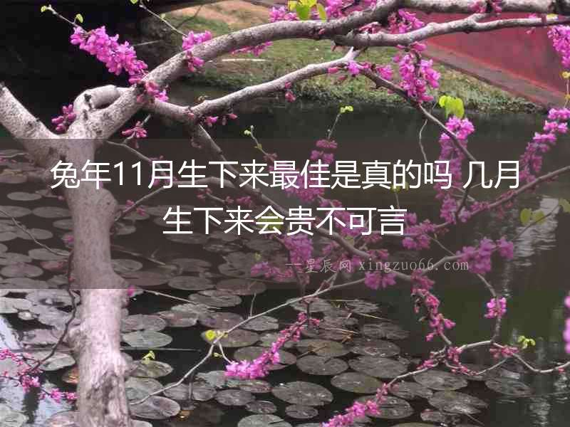 兔年11月生下來(lái)最佳是真的嗎 幾月生下來(lái)會(huì)貴不可言