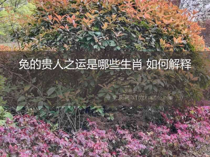 兔的貴人之運是哪些生肖 如何解釋
