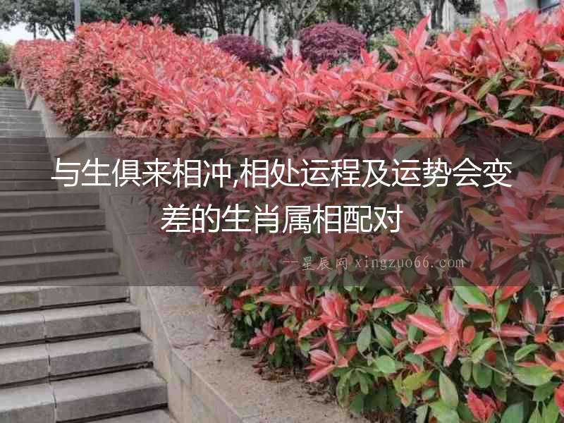 與生俱來相沖,相處運(yùn)程及運(yùn)勢會變差的生肖屬相配對