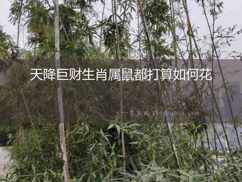 天降巨財(cái)生肖屬鼠都打算如何花