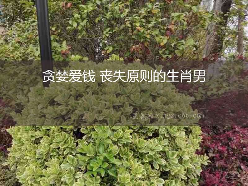 貪婪愛(ài)錢(qián) 喪失原則的生肖男
