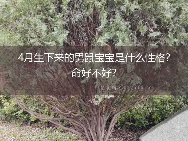 4月生下來的男鼠寶寶是什么性格？命好不好？