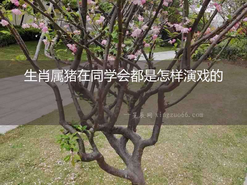 生肖屬豬在同學會都是怎樣演戲的