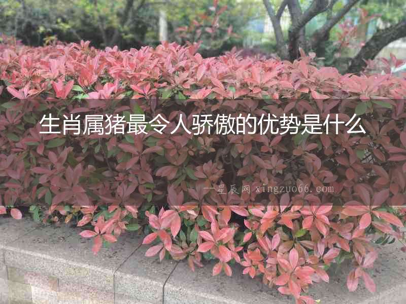 生肖屬豬最令人驕傲的優(yōu)勢是什么