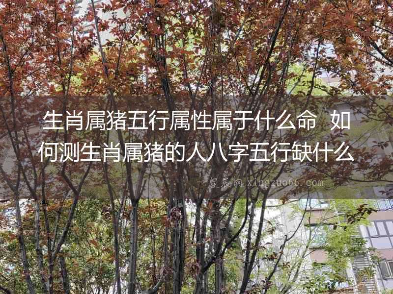 生肖屬豬五行屬性屬于什么命  如何測(cè)生肖屬豬的人八字五行缺什么