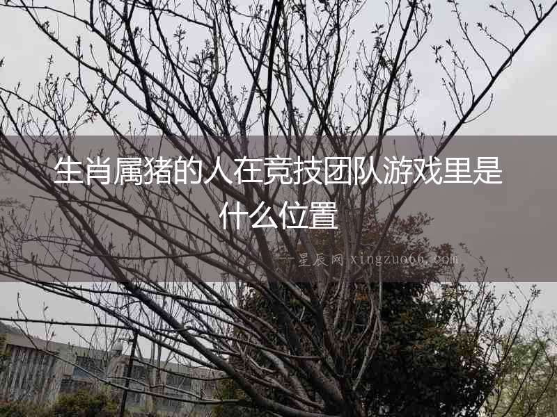 生肖屬豬的人在競技團(tuán)隊(duì)游戲里是什么位置
