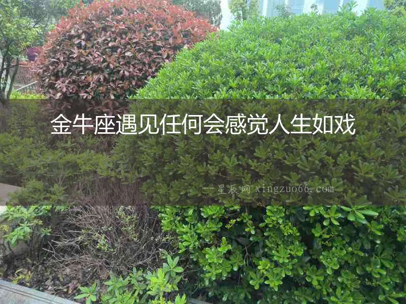 金牛座遇見任何會感覺人生如戲