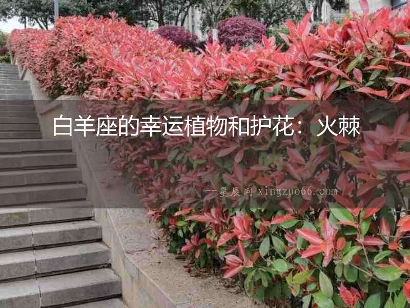 白羊座的幸運植物和護花：火棘