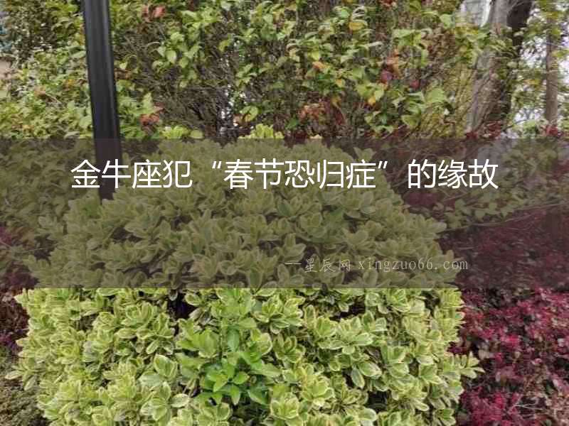 金牛座犯“春節恐歸癥”的緣故