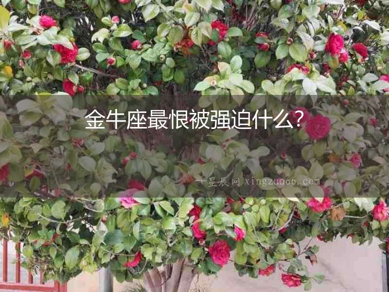 金牛座最恨被強(qiáng)迫什么？