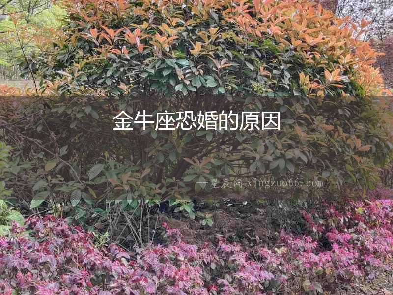 金牛座恐婚的原因