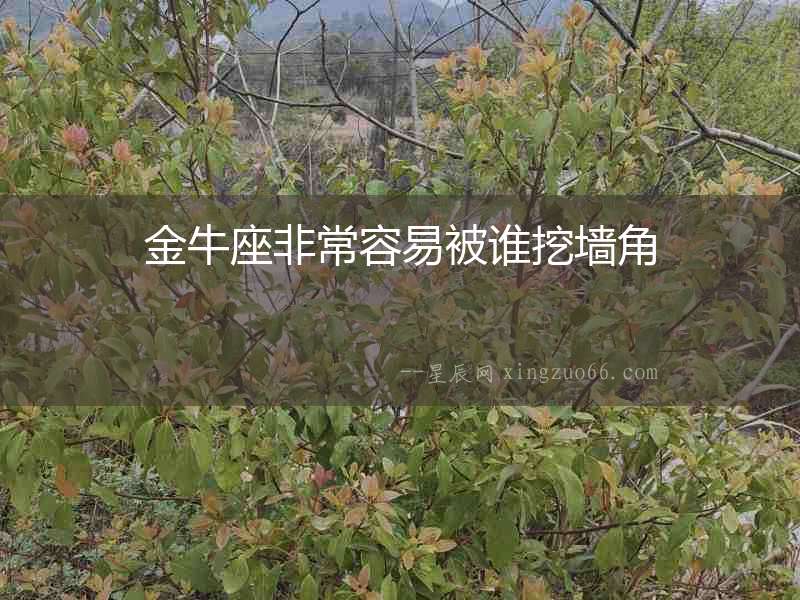 金牛座非常容易被誰挖墻角