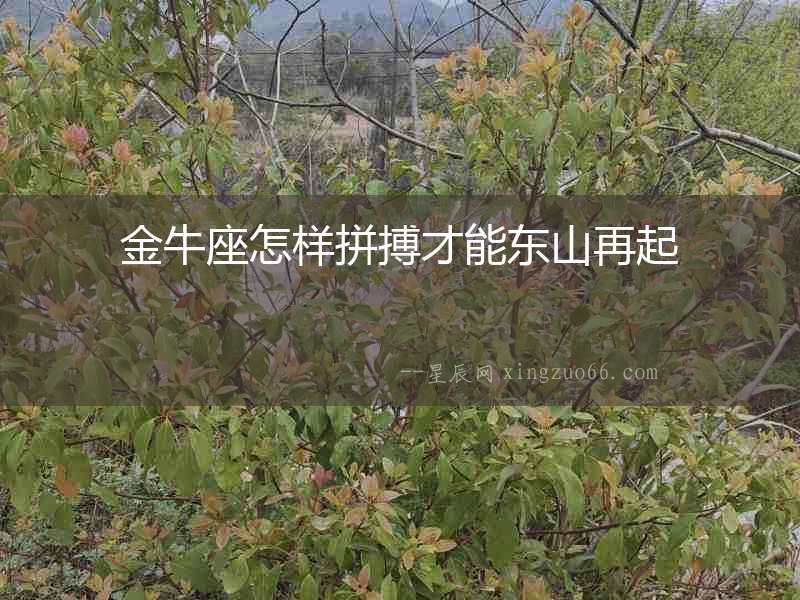金牛座怎樣拼搏才能東山再起