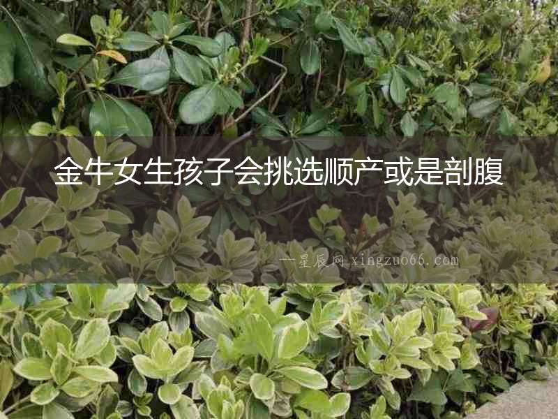 金牛女生孩子會挑選順產(chǎn)或是剖腹