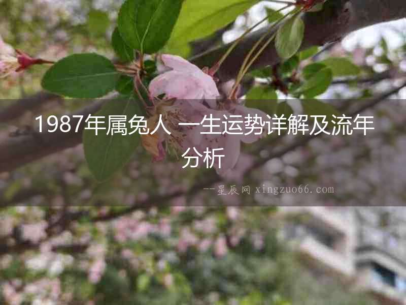 1987年屬兔人 一生運勢詳解及流年分析
