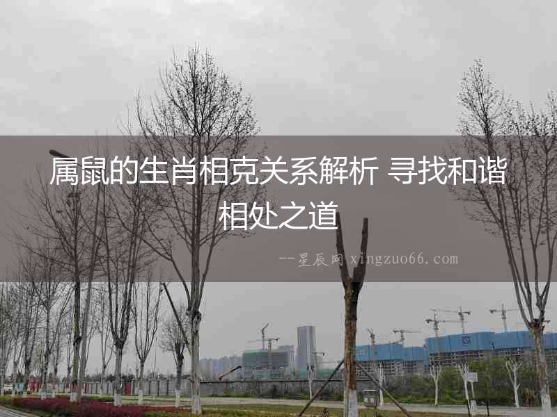 屬鼠的生肖相克關(guān)系解析 尋找和諧相處之道