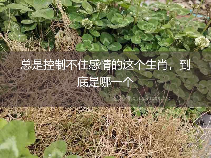 總是控制不住感情的這個生肖，到底是哪一個