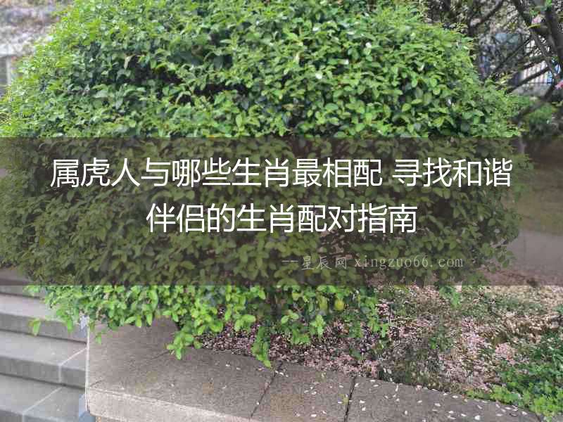屬虎人與哪些生肖最相配 尋找和諧伴侶的生肖配對指南