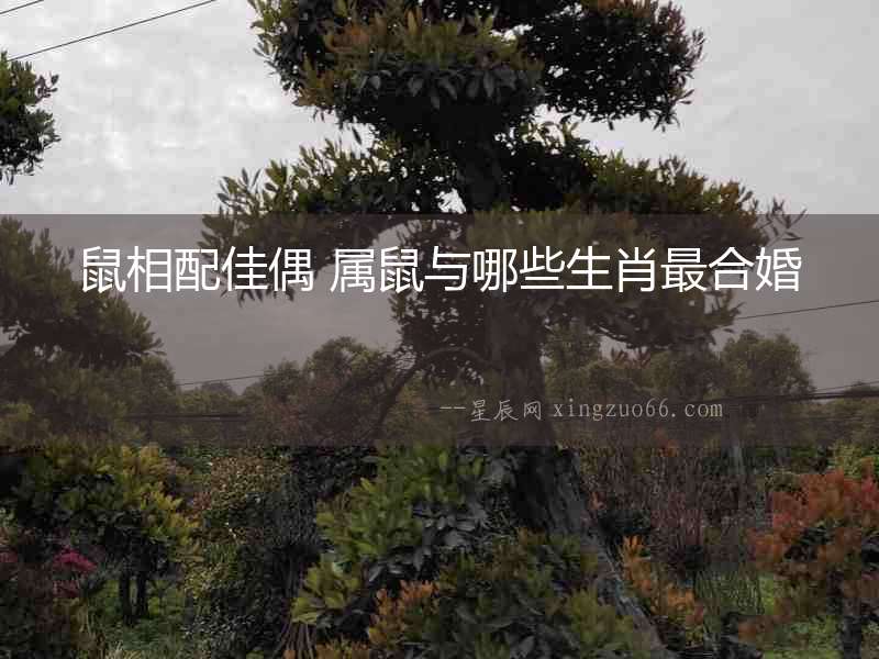 鼠相配佳偶 屬鼠與哪些生肖最合婚