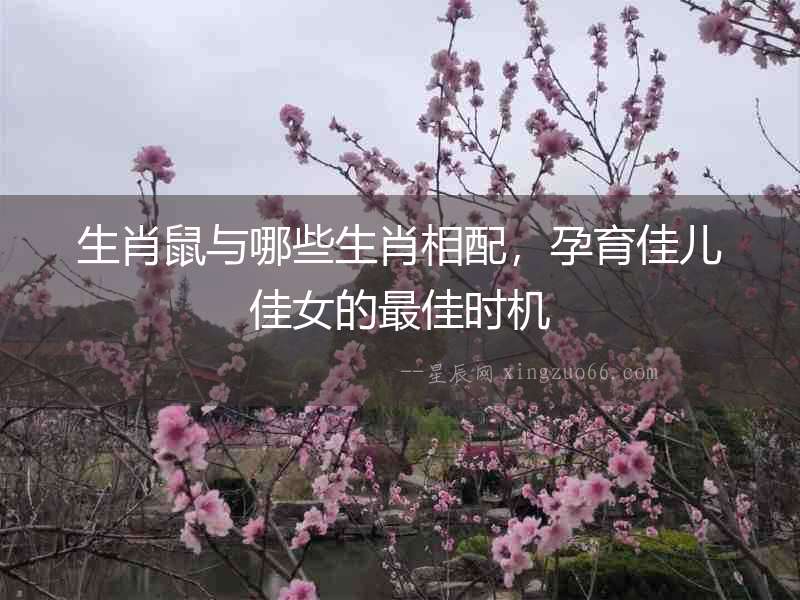 生肖鼠與哪些生肖相配，孕育佳兒佳女的最佳時機