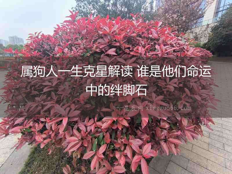 屬狗人一生克星解讀 誰是他們命運(yùn)中的絆腳石