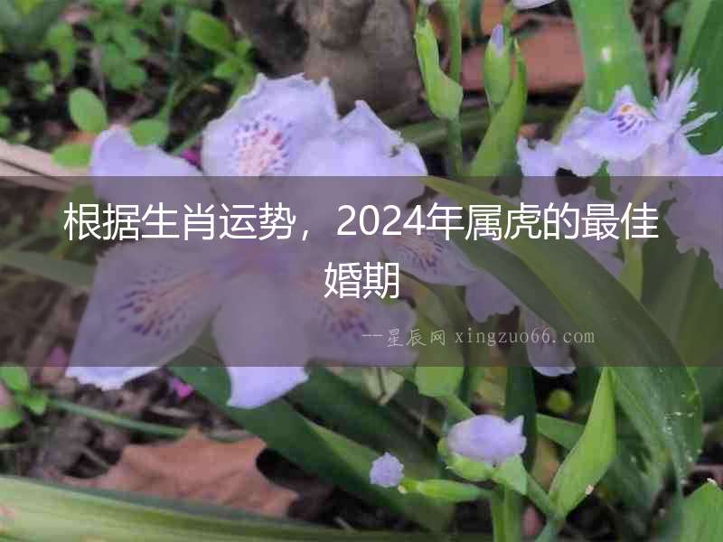 根據(jù)生肖運(yùn)勢(shì)，2024年屬虎的最佳婚期