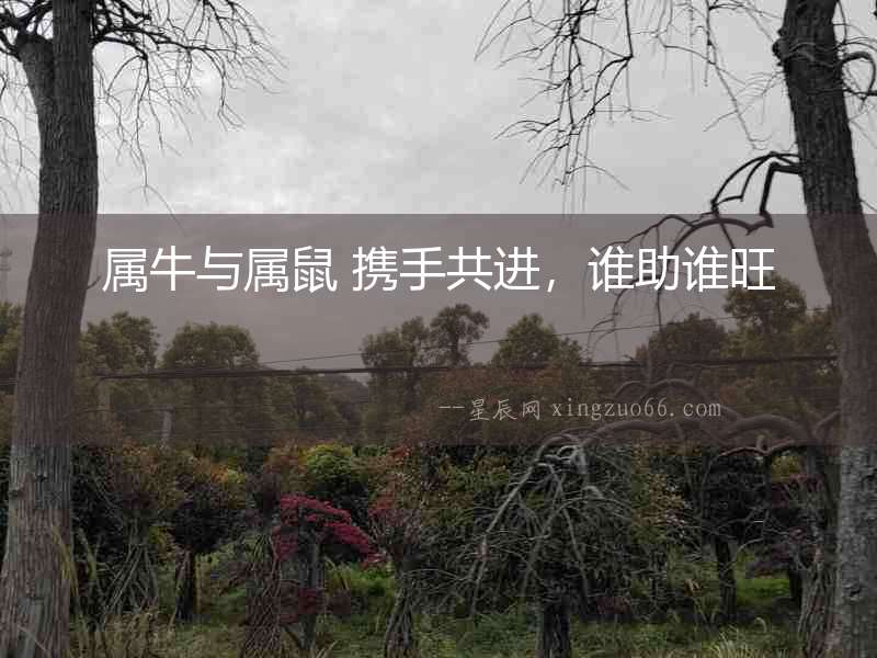 屬牛與屬鼠 攜手共進，誰助誰旺