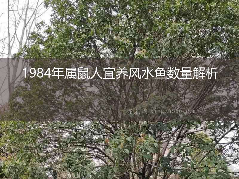 1984年屬鼠人宜養風水魚數量解析