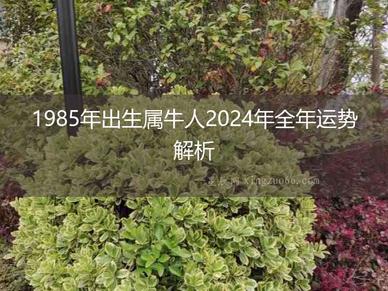 1985年出生屬牛人2024年全年運勢解析
