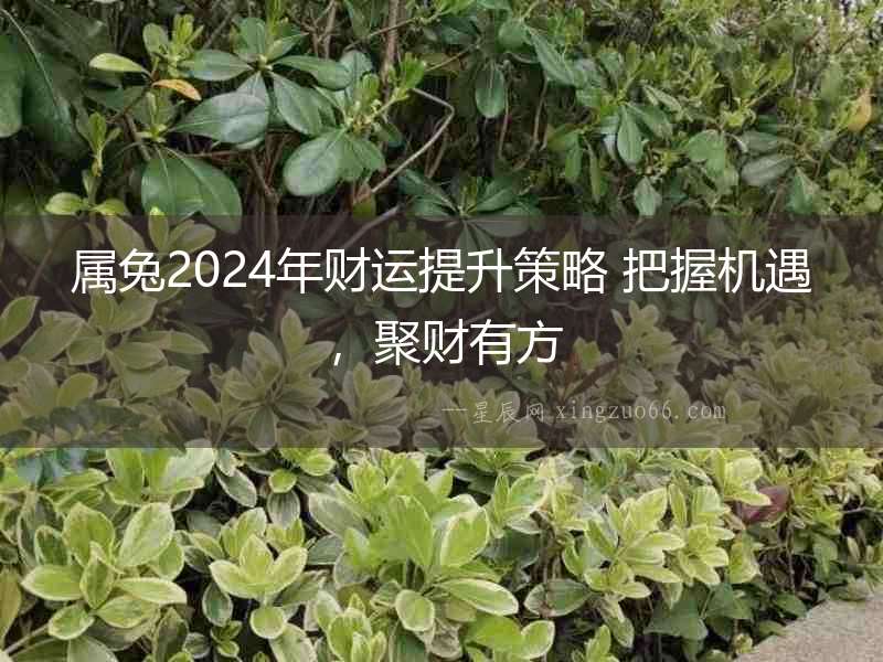 屬兔2024年財(cái)運(yùn)提升策略 把握機(jī)遇，聚財(cái)有方
