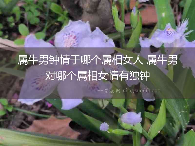 屬牛男鐘情于哪個(gè)屬相女人 屬牛男對哪個(gè)屬相女情有獨(dú)鐘