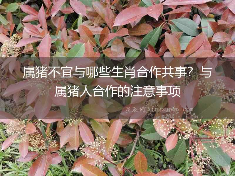 屬豬不宜與哪些生肖合作共事？與屬豬人合作的注意事項