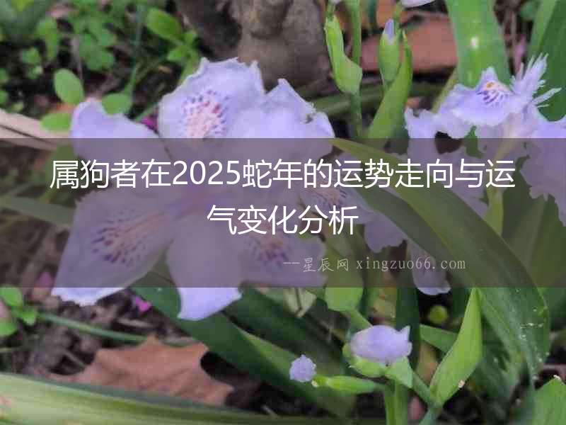 屬狗者在2025蛇年的運(yùn)勢(shì)走向與運(yùn)氣變化分析