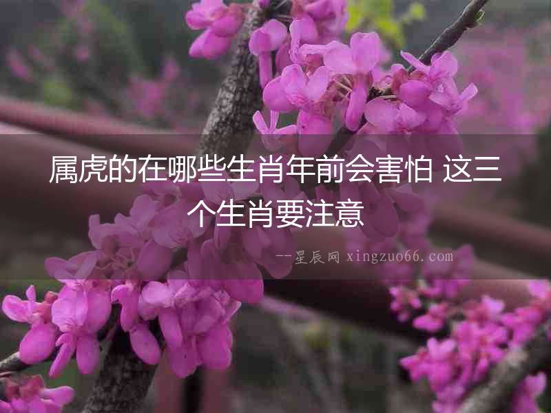 屬虎的在哪些生肖年前會害怕 這三個生肖要注意