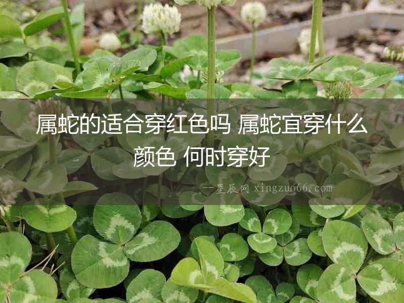 屬蛇的適合穿紅色嗎 屬蛇宜穿什么顏色 何時穿好