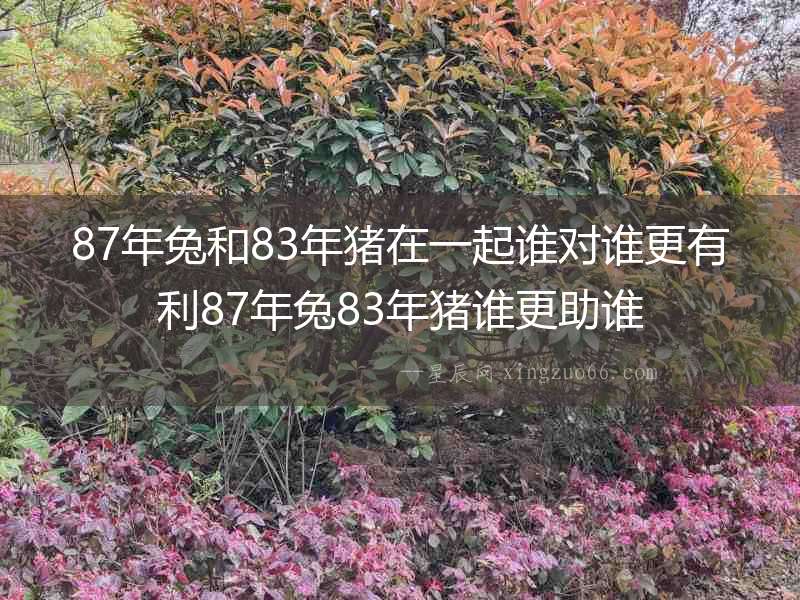 87年兔和83年豬在一起誰對誰更有利87年兔83年豬誰更助誰