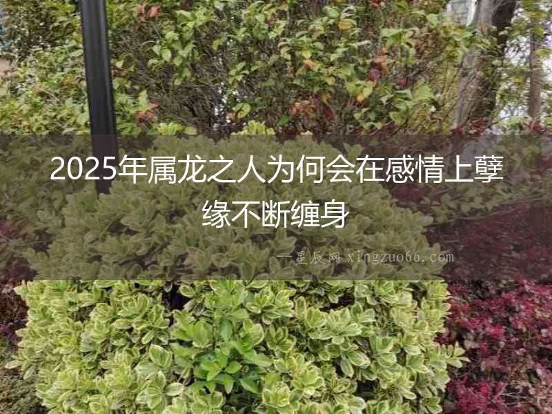 2025年屬龍之人為何會在感情上孽緣不斷纏身