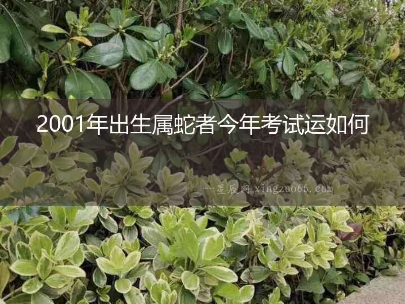 2001年出生屬蛇者今年考試運(yùn)如何