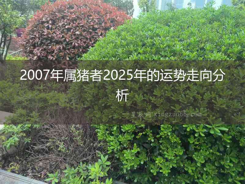 2007年屬豬者2025年的運勢走向分析