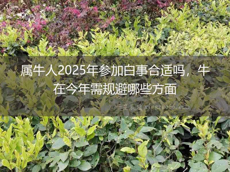 屬牛人2025年參加白事合適嗎，牛在今年需規(guī)避哪些方面