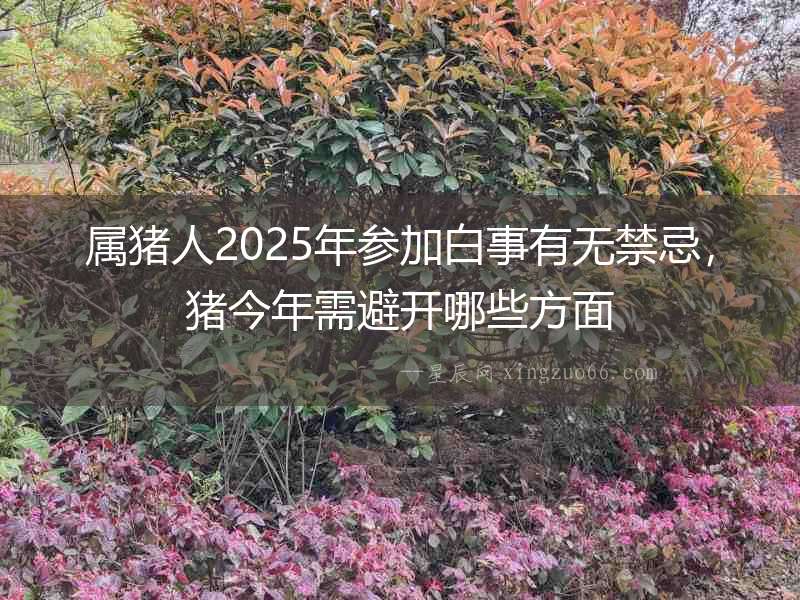 屬豬人2025年參加白事有無(wú)禁忌，豬今年需避開哪些方面